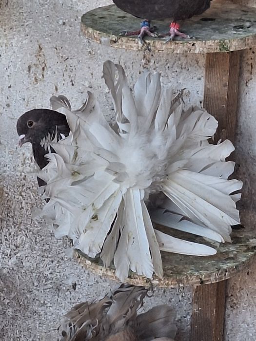 Porumbei rotați/voltati