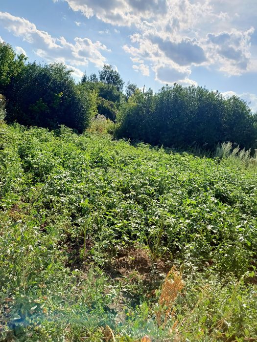 Продам дачу с участками