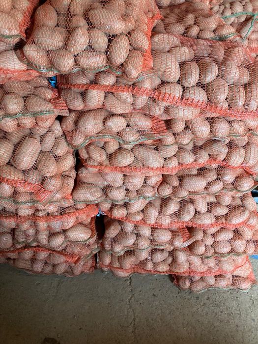 Cartofi consum  rosu si alb