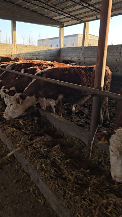 Har xil chetdan keltirilgan naslli mollar mavjud.
Sifatli va toza zotl