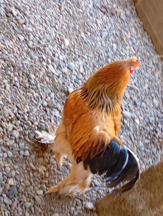 Brama tovuqlar soglom sotiladi