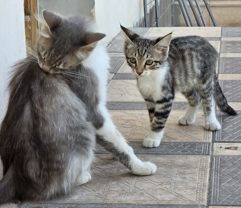 7 котят и 1 мама