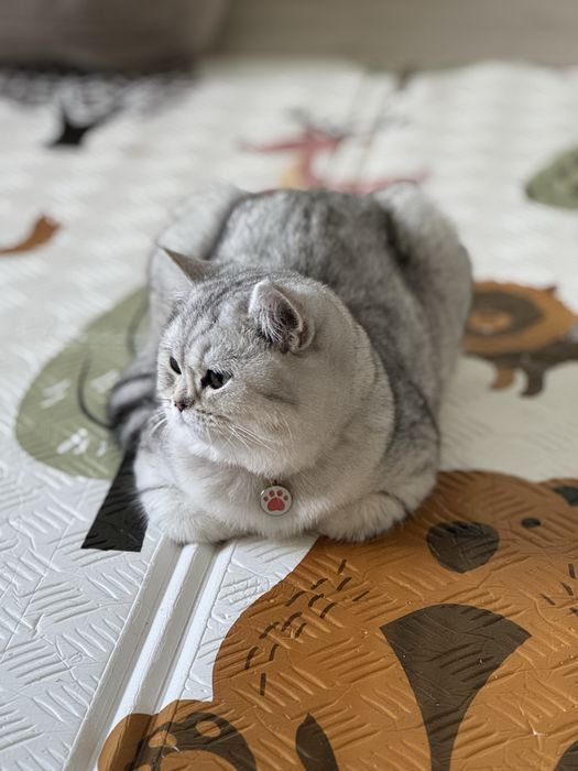 Котенок Скоттиш страйт