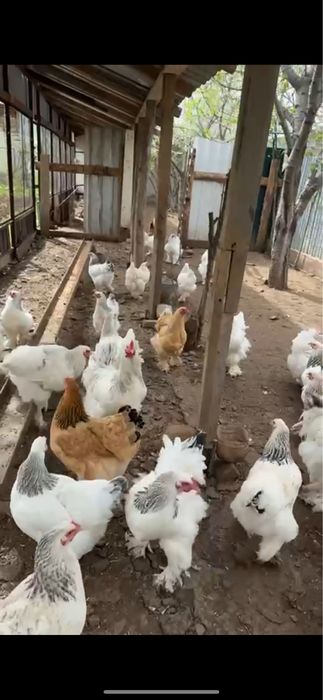 Яйцо брамы инкубационные