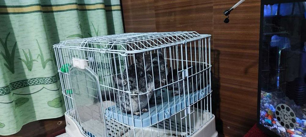 Продаются шиншиллы 3 штуки вместе с клеткой семья отец мать и ребенок