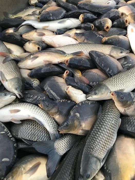 Свежий сазан карась доставка бесплатно