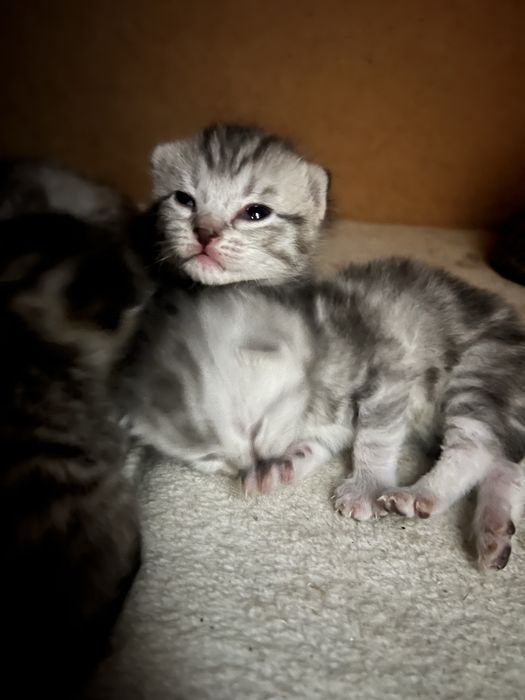 Котята шатланка