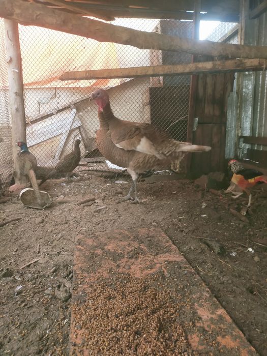 Ундік қораздары сатылады