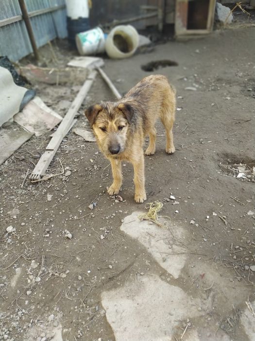 Отдам собак в добрые руки