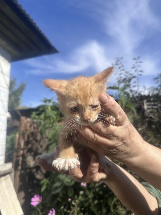 Котята- Сибирские