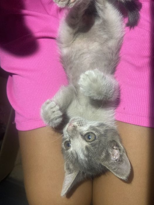 Раздаем котят (2шт остались)