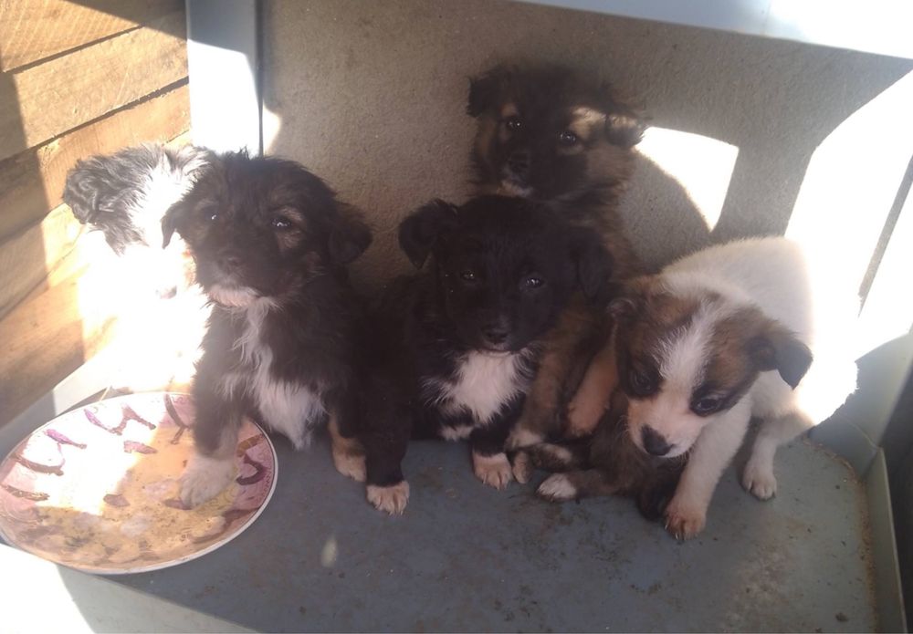 Catelusi pentru adoptie