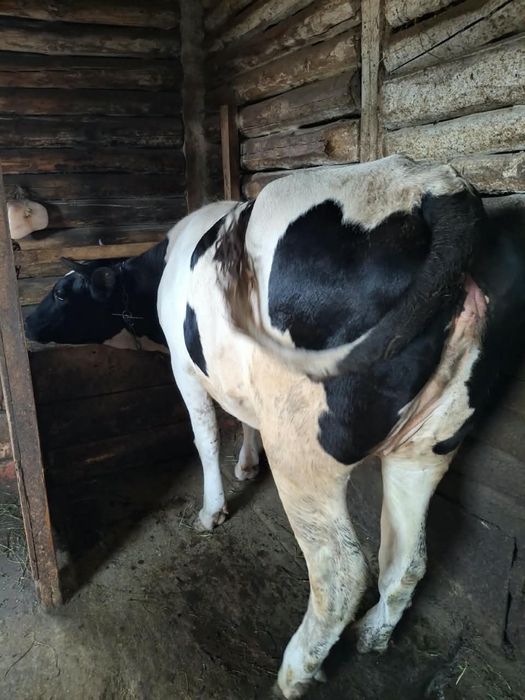 Продам крупно рогатый скот
