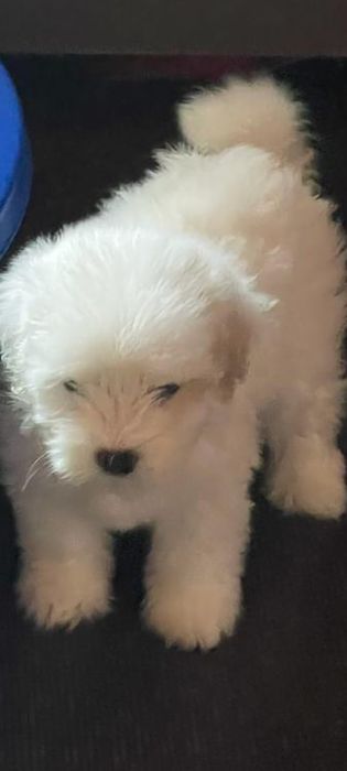 Bichon maltez pui