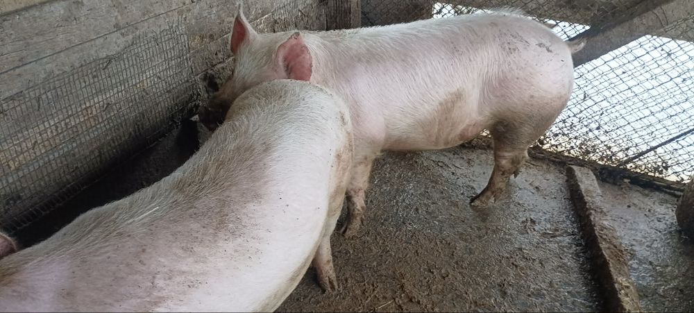 Продавам прасета