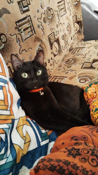 Бесплатно кошка добрые руки отдам