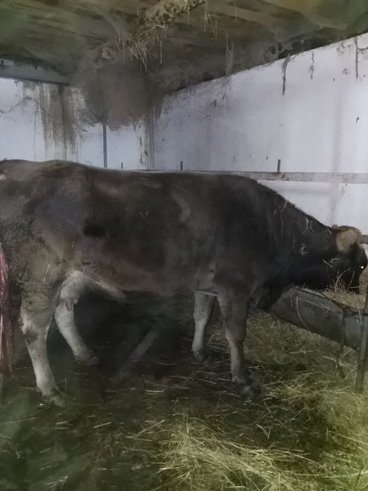 Доиная корова 6 отель