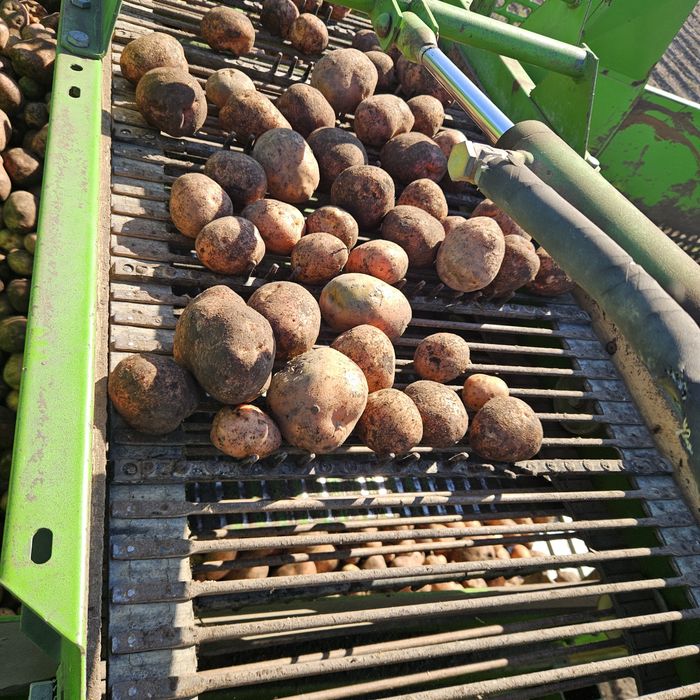 Vând Cartofi de samânța