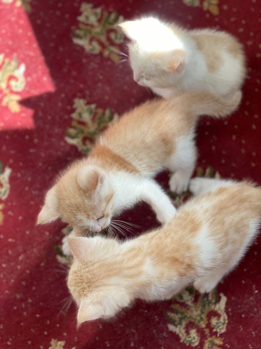 Продам котят в хорошие руки