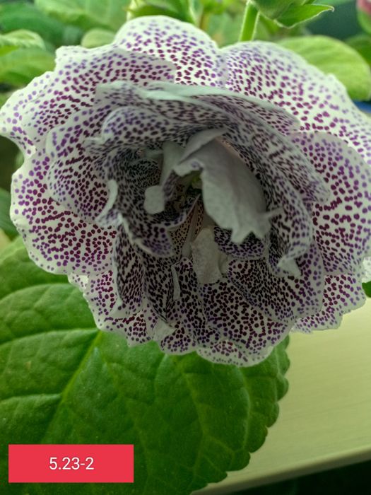 Продам глоксинии .