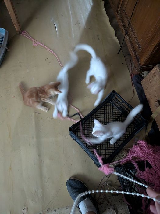 Котята в добрые руки