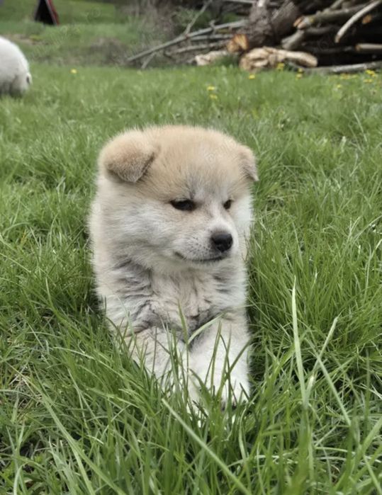 Pui akita inu japonez