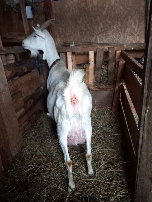 Vând capre de rasă cu tot cu ezi