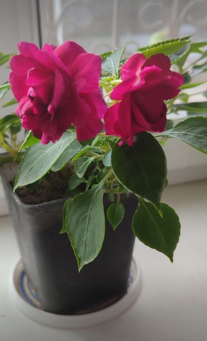 Продам бальзамины