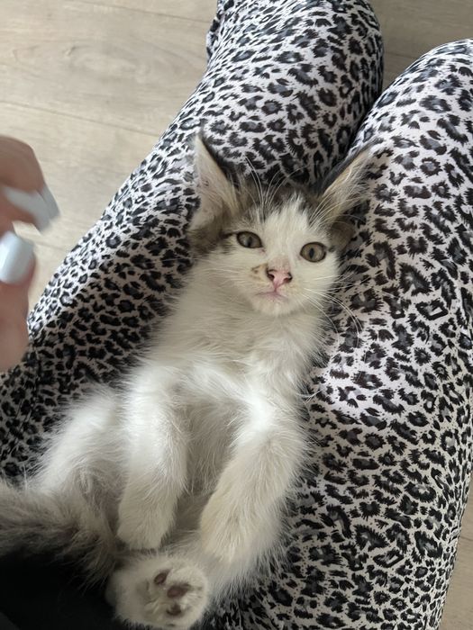 Котята сиамские смешанные