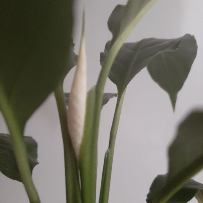 Спатифиллум Алана