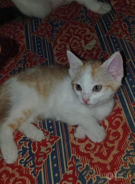 Котята,2,5мес,мальчики и девочки