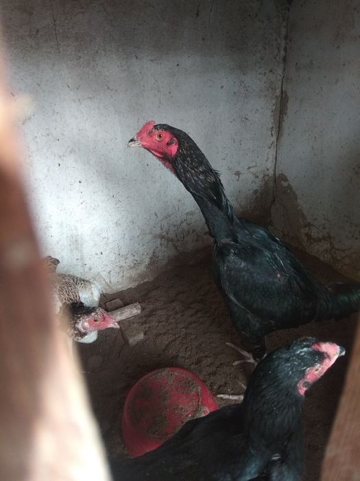 Kunigulis kokragini erkalash fotosuratlari