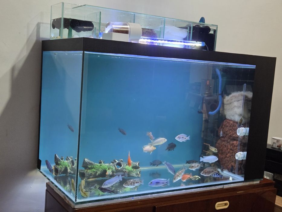 Akvarium/аквариум sotiladi, Afrika baliqlari bilan.