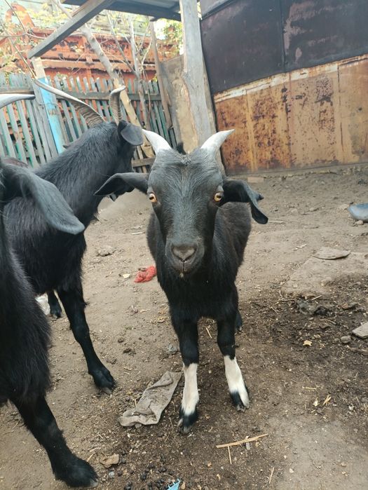 Продам козачек упитанные