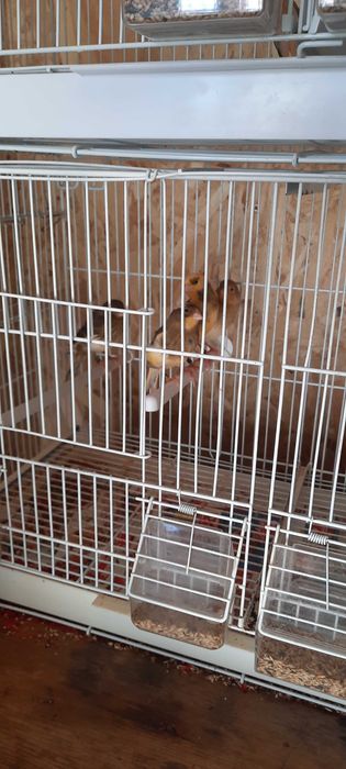 Canari tineri de vanzare
