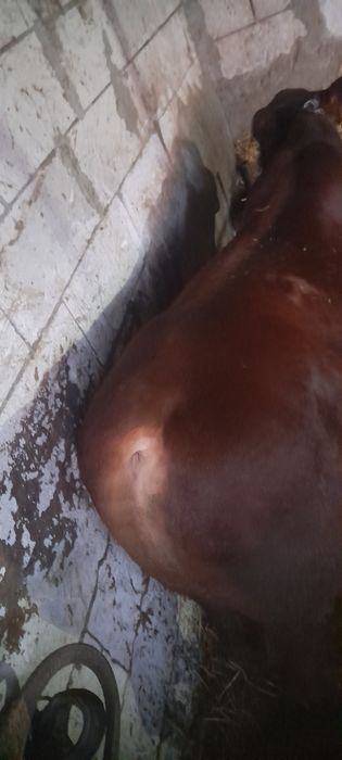 7 taurassi angus