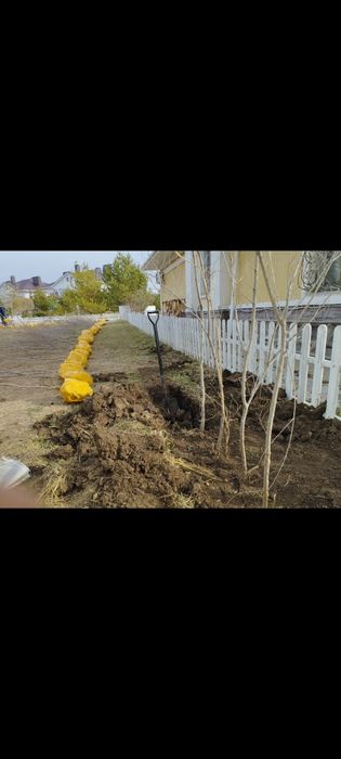 Живая изгородь,деревья,