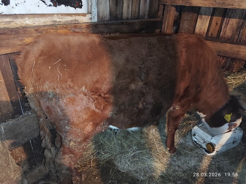 Продам  телку!!!