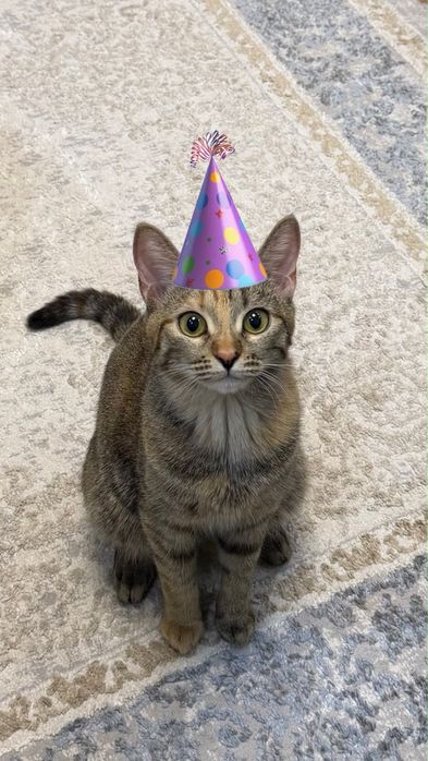 Кошка 10 месяцев