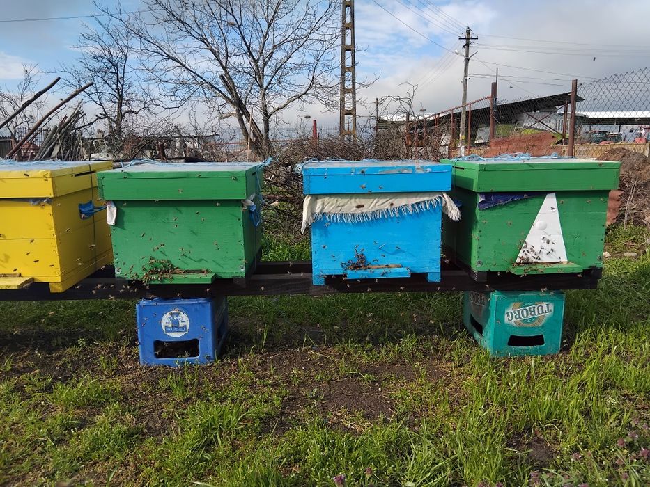 Ofer spre vânzare 3 familii  de albine