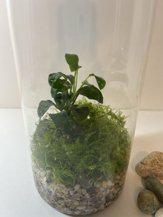 Флорариум (Анубиас)