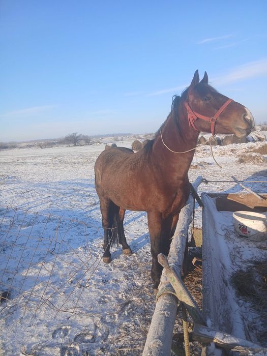 Armasar de vanzare cuminte