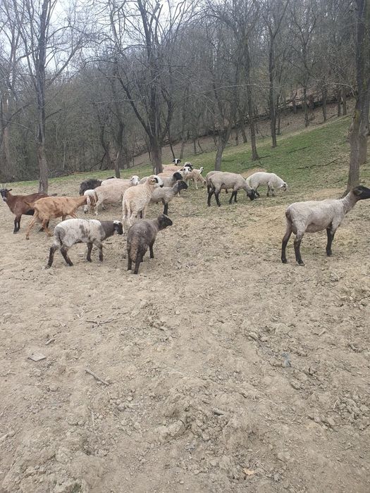 Oi cu miei și capre de vanzare