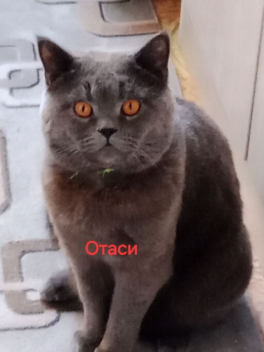 Мушук боласи сотилади