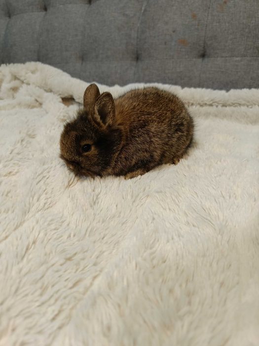 Декоративни зайчета на 1 месец