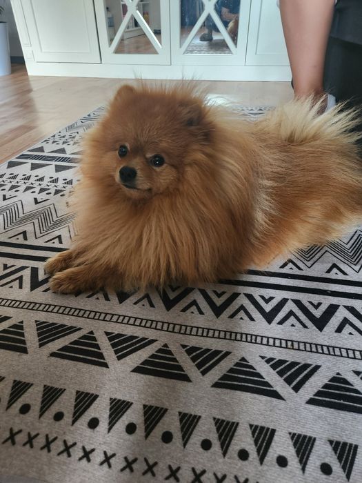 Вязка шпиц караганда