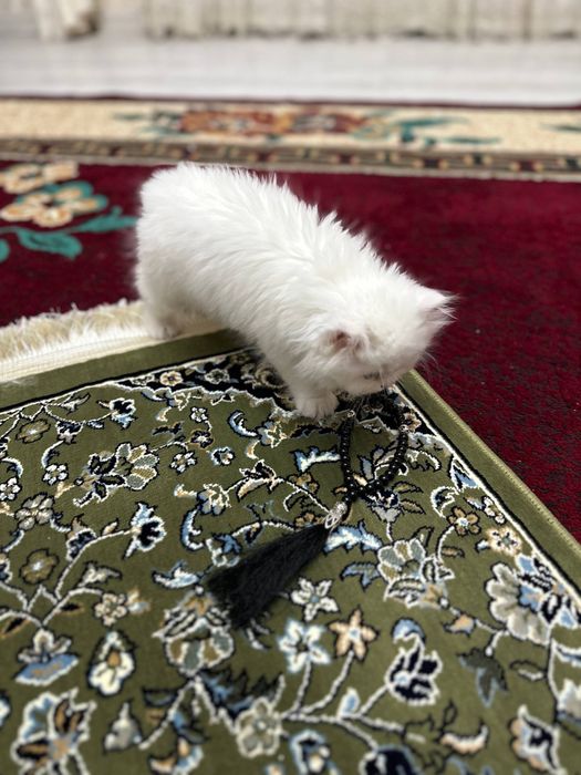 Скотиш страйт белый