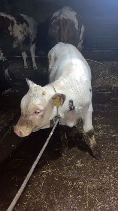 Vand juninci si vitel