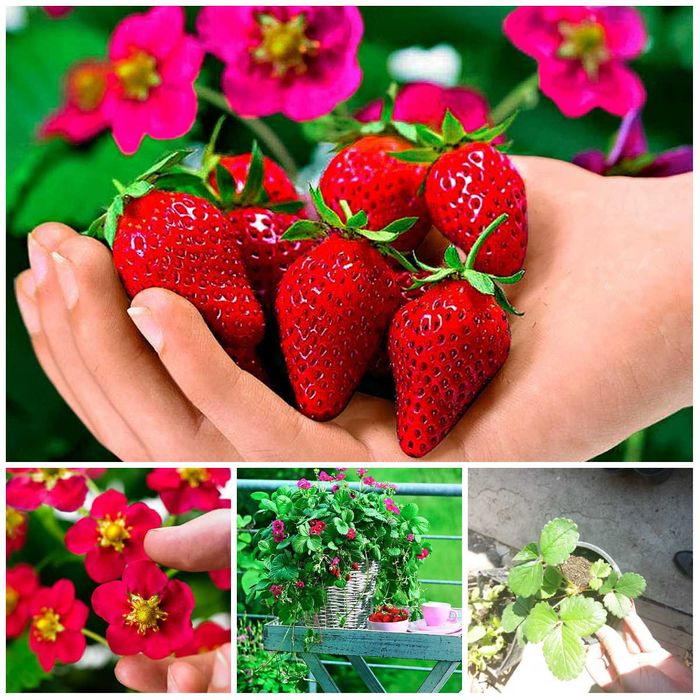 Разсад Ягода  -  Ягоди Налични  25 сорта