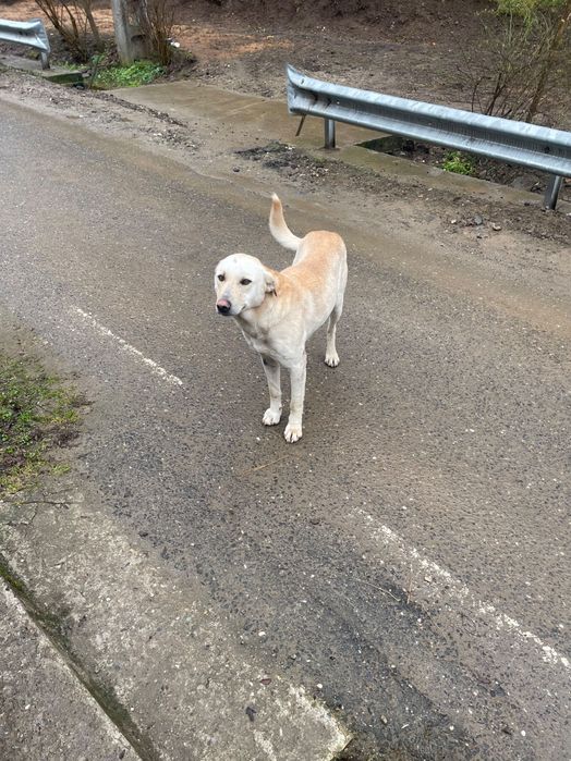 Catel de talie mare , frumos și iubitor.